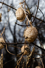 Dry spiny lobe Echinocystis lobata in winter. Dry fruits with seeds overwinter hanging on the branches of bushes
