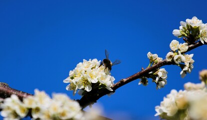close-up of a bee collecting nectar from the white flowers of a plum against a bright blue sky