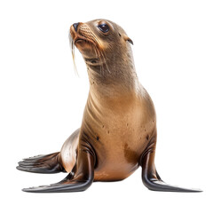 Naklejka premium A Galapagos sea lion rests on a white surface in a seated position, a galapagos sea lion isolated on transparent background
