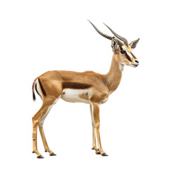 Obraz premium A gazelle stands in front of a plain Png background, a gazelle isolated on transparent background