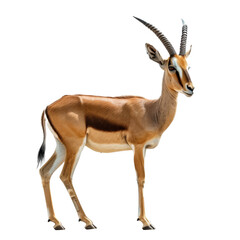 A giraffe is standing in front of a plain Png background, a gazelle isolated on transparent background