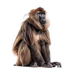 A brown monkey is seated in front of a plain white backdrop, a Beaver Isolated on a whitePNG Background