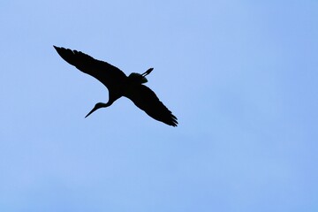 silhouette of a flying bird on a light blue sky background