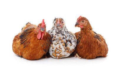 Three brown chickens.