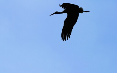 The pecking flight of a big black bird against a blue sky background