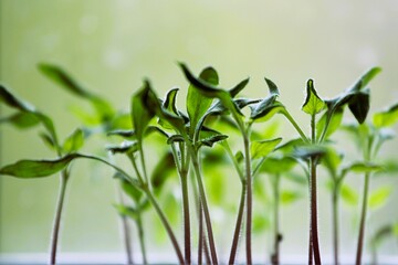 tomato plant seedlings close-up on blurred daylight background