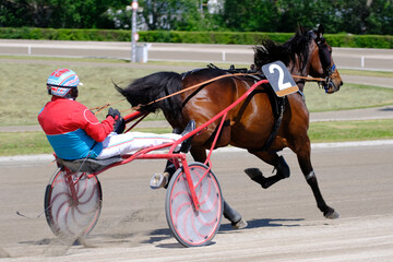 Racing horses trots and rider on a track of stadium. Competitions for trotting horse racing. Horses compete in harness racing. Horse runing at the track with rider.
