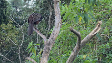 Slow Motion of Jacu Bird Preening on a Dry Tree Branch in Jungle
