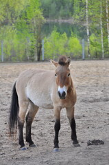 Obraz premium Animals - traditionally (since Aristotle) distinguished category of organisms, currently considered as a biological kingdom. Animals are the main object of study of zoology