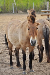 Fototapeta premium Animals - traditionally (since Aristotle) distinguished category of organisms, currently considered as a biological kingdom. Animals are the main object of study of zoology