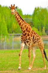 Animals - traditionally (since Aristotle) distinguished category of organisms, currently considered as a biological kingdom. Animals are the main object of study of zoology