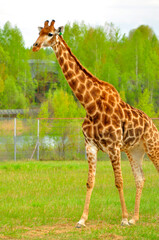 Animals - traditionally (since Aristotle) distinguished category of organisms, currently considered as a biological kingdom. Animals are the main object of study of zoology