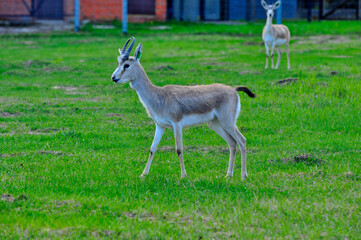 Animals - traditionally (since Aristotle) distinguished category of organisms, currently considered as a biological kingdom. Animals are the main object of study of zoology.