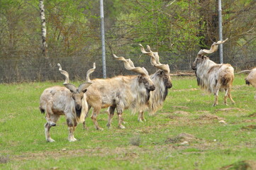 Animals - traditionally (since Aristotle) distinguished category of organisms, currently considered as a biological kingdom. Animals are the main object of study of zoology.