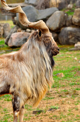 Animals - traditionally (since Aristotle) distinguished category of organisms, currently considered as a biological kingdom. Animals are the main object of study of zoology.