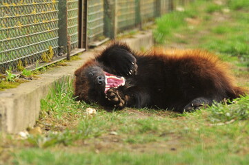 Animals - traditionally (since Aristotle) distinguished category of organisms, currently considered as a biological kingdom. Animals are the main object of study of zoology.