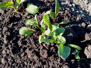 Several young red beetroots have sprouted on a bed in black soil. Cultivation of food products, namely beets, at home on a plot of land.