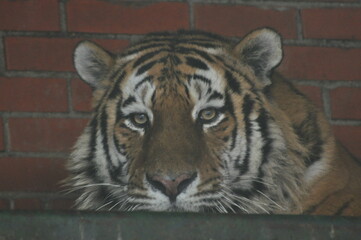 Animals - traditionally (since Aristotle) distinguished category of organisms, currently considered as a biological kingdom. Animals are the main object of study of zoology.