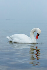 Obraz premium Swan on the Baltic Sea. Sopot, Poland.