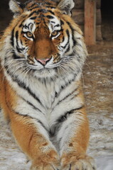 Animals - traditionally (since Aristotle) distinguished category of organisms, currently considered as a biological kingdom. Animals are the main object of study of zoology.