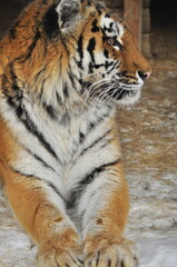 Animals - traditionally (since Aristotle) distinguished category of organisms, currently considered as a biological kingdom. Animals are the main object of study of zoology.