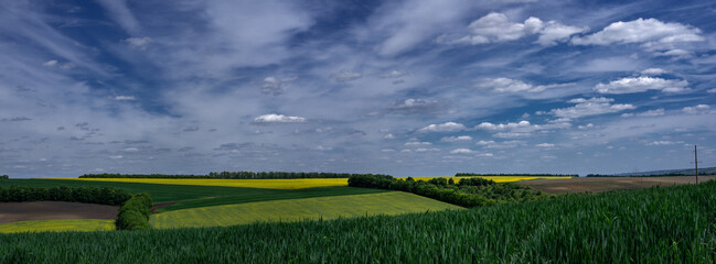 Cumulus clouds in the fields of Ukraine. Rapeseed spring rhapsody.Agro-industrial fields.