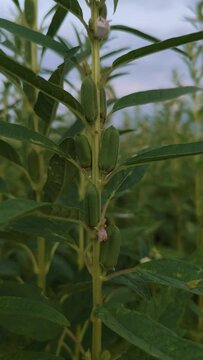 detail shot of sesame seed plant with seeds