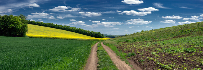 Bicycle ride through the fields.Wildflowers. Picturesque picture in the field.Spring fields of...
