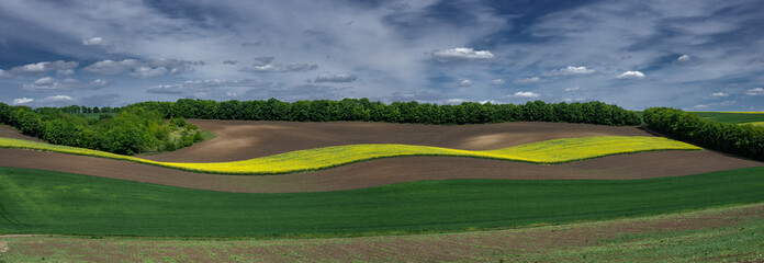 Wave-shaped agro-industrial fields of Ukraine.Cumulus clouds in the fields of Ukraine. Rapeseed spring rhapsody.