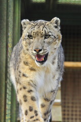 Obraz premium Animals - traditionally (since Aristotle) distinguished category of organisms, currently considered as a biological kingdom. Animals are the main object of study of zoology.