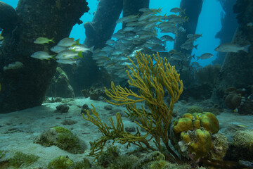 Serene image of a school of colorful fish swimming between the pillars of a harbor surrounded by...