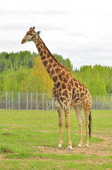 Animals - traditionally (since Aristotle) distinguished category of organisms, currently considered as a biological kingdom. Animals are the main object of study of zoology.