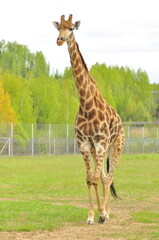 Animals - traditionally (since Aristotle) distinguished category of organisms, currently considered as a biological kingdom. Animals are the main object of study of zoology.