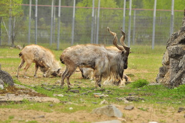 Animals - traditionally (since Aristotle) distinguished category of organisms, currently considered as a biological kingdom. Animals are the main object of study of zoology.