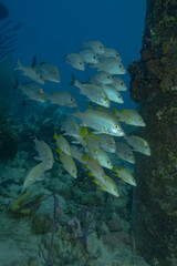 Serene image of a school of colorful fish swimming between the pillars of a harbor surrounded by...
