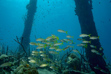 Serene image of a school of colorful fish swimming between the pillars of a harbor surrounded by marine life