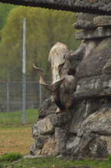 Animals - traditionally (since Aristotle) distinguished category of organisms, currently considered as a biological kingdom. Animals are the main object of study of zoology.