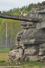 Animals - traditionally (since Aristotle) distinguished category of organisms, currently considered as a biological kingdom. Animals are the main object of study of zoology.