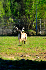 Animals - traditionally (since Aristotle) distinguished category of organisms, currently considered as a biological kingdom. Animals are the main object of study of zoology.