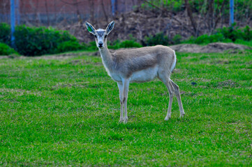 Animals - traditionally (since Aristotle) distinguished category of organisms, currently considered as a biological kingdom. Animals are the main object of study of zoology.