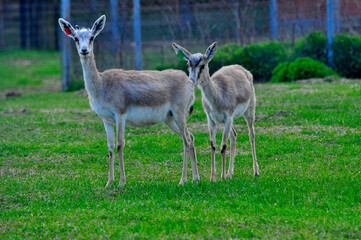 Animals - traditionally (since Aristotle) distinguished category of organisms, currently considered as a biological kingdom. Animals are the main object of study of zoology.