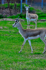 Animals - traditionally (since Aristotle) distinguished category of organisms, currently considered as a biological kingdom. Animals are the main object of study of zoology.