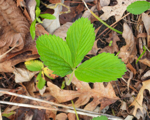 Fragaria virginiana (Wild Strawberry) Native North American  Wildflower