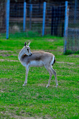 Animals - traditionally (since Aristotle) distinguished category of organisms, currently considered as a biological kingdom. Animals are the main object of study of zoology.