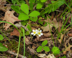 Fragaria virginiana (Wild Strawberry) Native North American  Wildflower