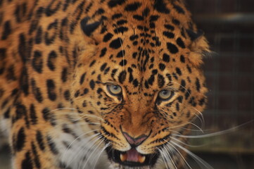 Animals - traditionally (since Aristotle) distinguished category of organisms, currently considered as a biological kingdom. Animals are the main object of study of zoology.