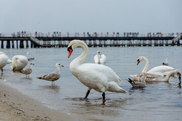 Swans on the Baltic Sea. Sopot, Poland.