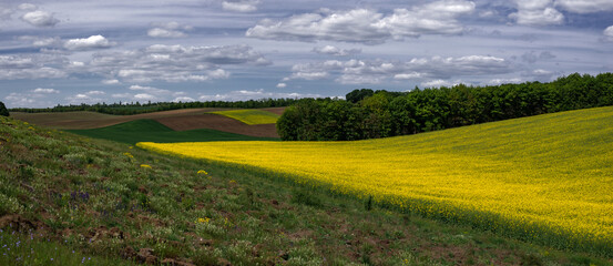Wave-shaped agro-industrial fields of Ukraine.Cumulus clouds in the fields of Ukraine. Rapeseed spring rhapsody.