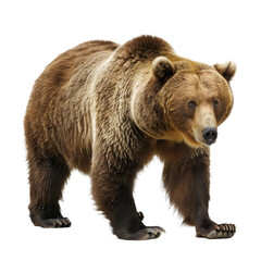 Obraz premium A brown bear is walking on a Png background, a grizzly bear isolated on transparent background