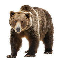 Fototapeta premium A brown bear is standing upright in front of a plain white backdrop, a grizzly bear isolated on transparent background